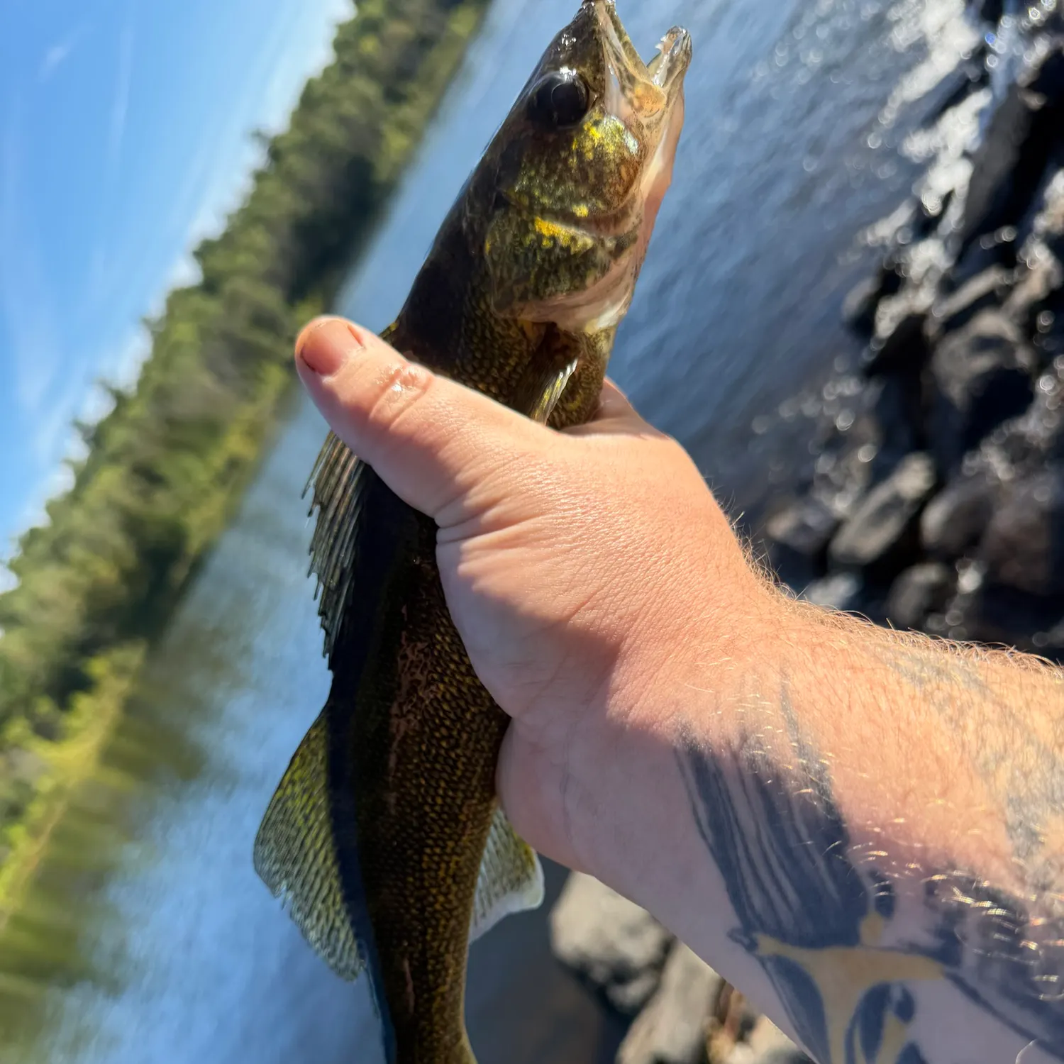 Walleye caught on Fishbrain