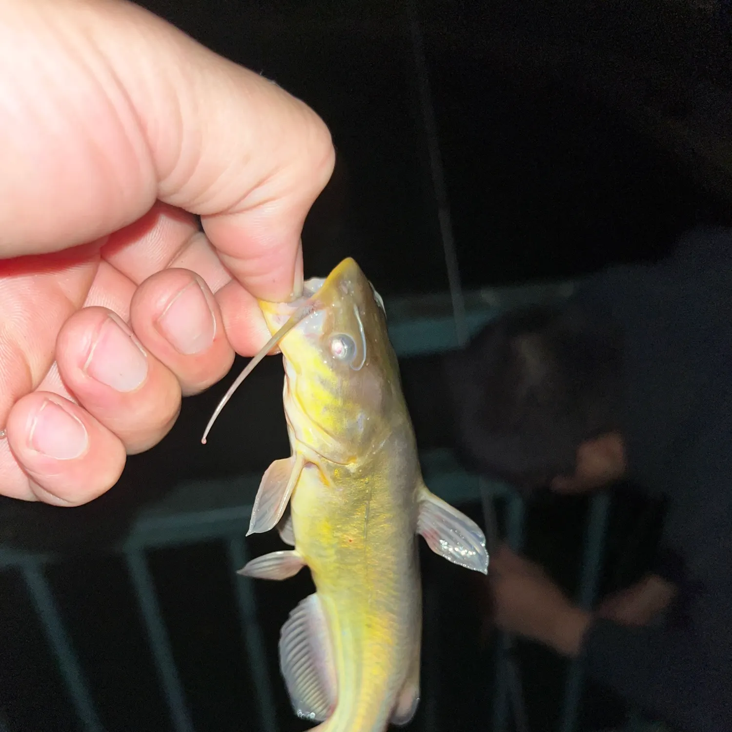 Channel catfish caught on Fishbrain