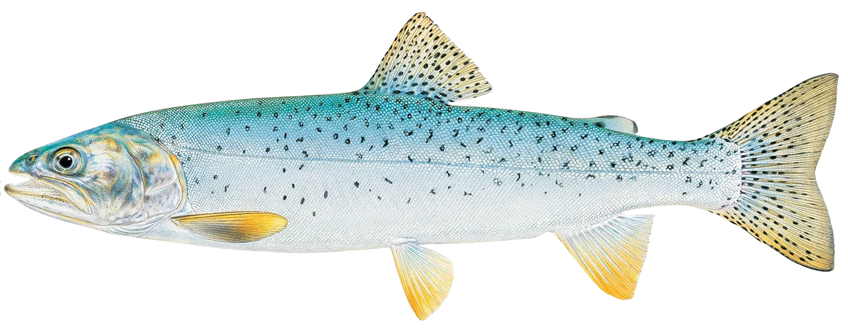 Bear Lake cutthroat trout
