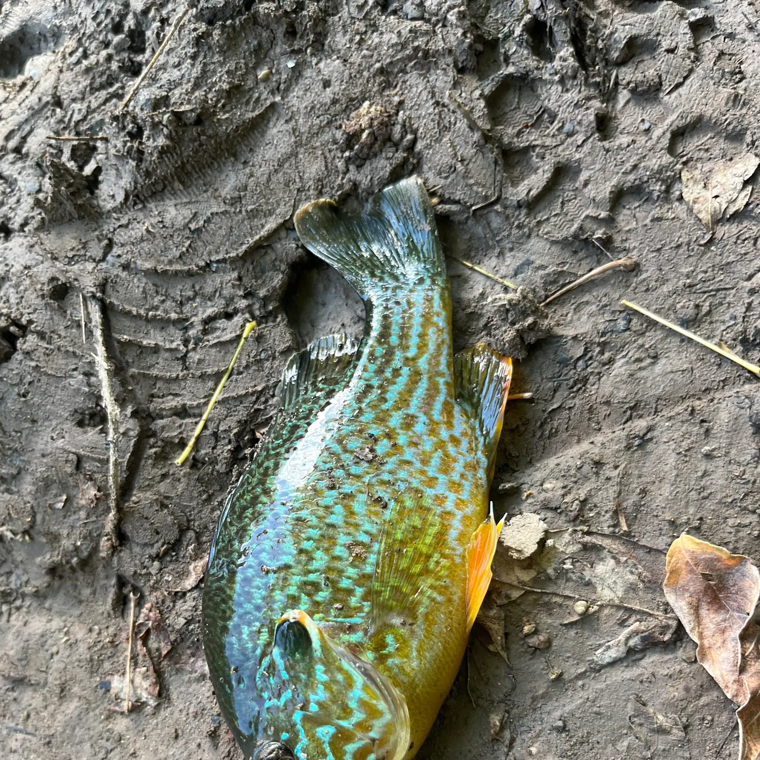 The most recent Longear sunfish catches on Fishbrain
