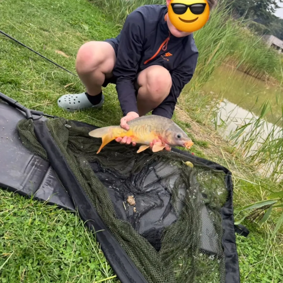 Mirror carp caught on Fishbrain