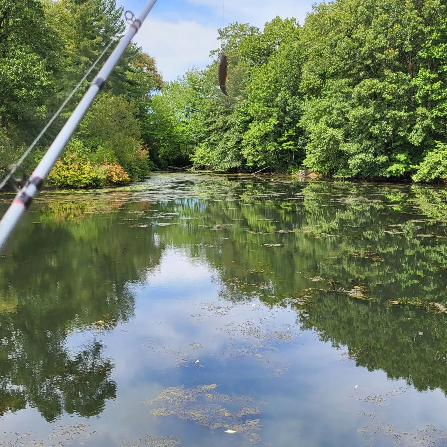 Bluegill caught on Fishbrain