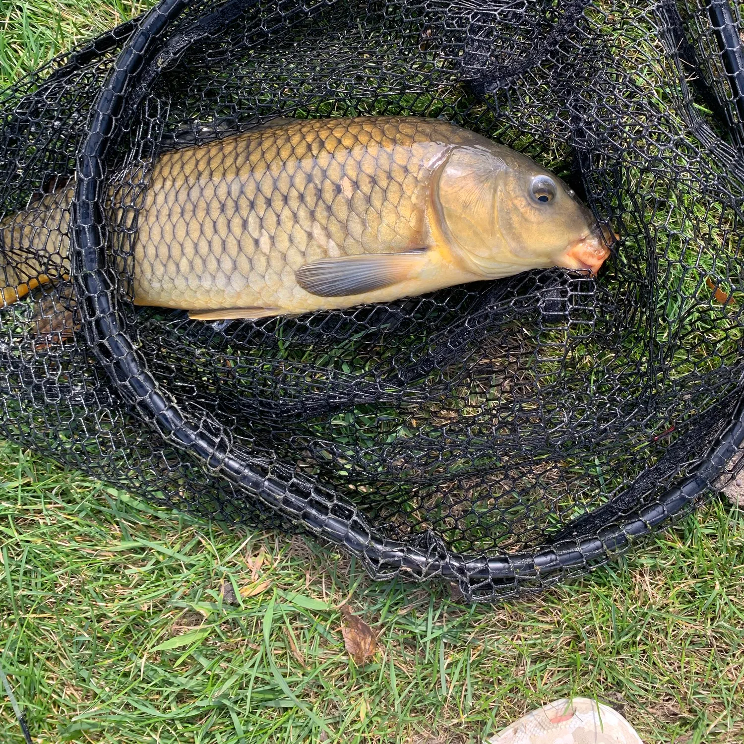 Common carp caught on Fishbrain