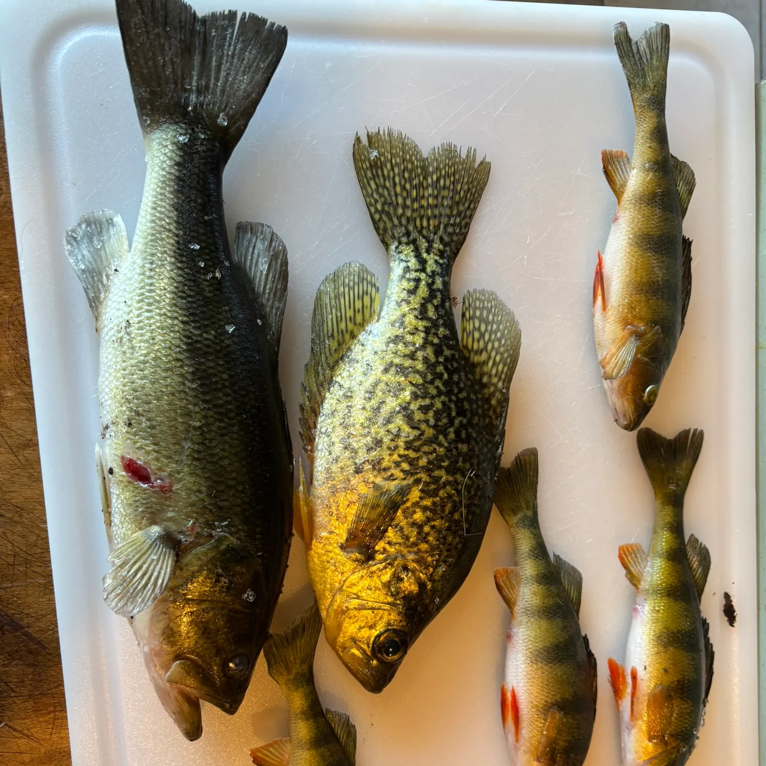 recently logged catches