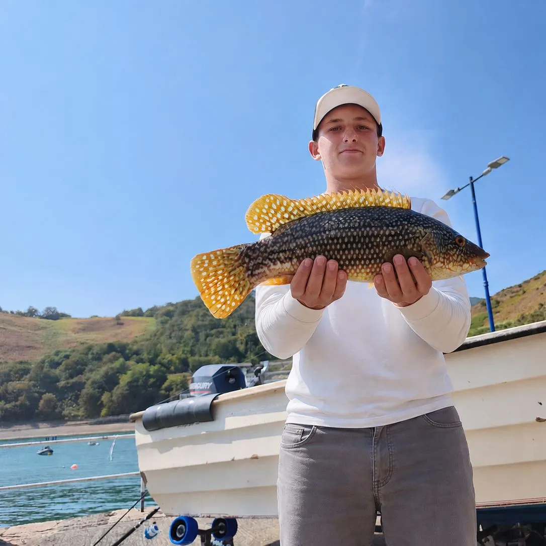 Ballan wrasse caught on Fishbrain