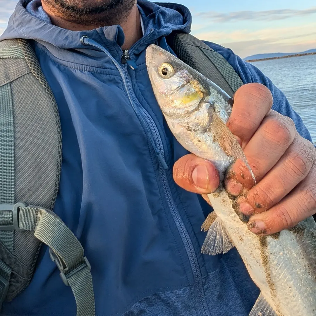 The most recent Surf smelt catches on Fishbrain