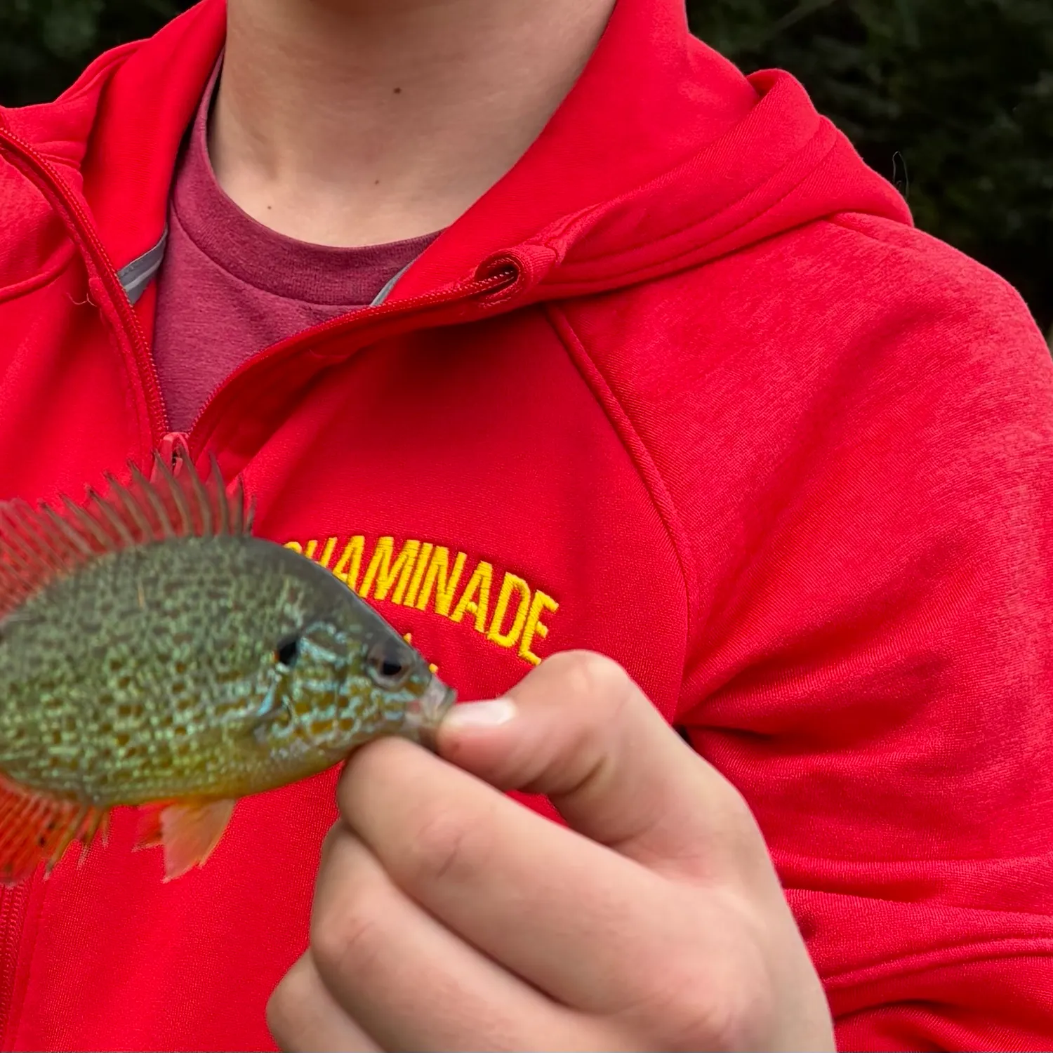 Pumpkinseed caught on Fishbrain