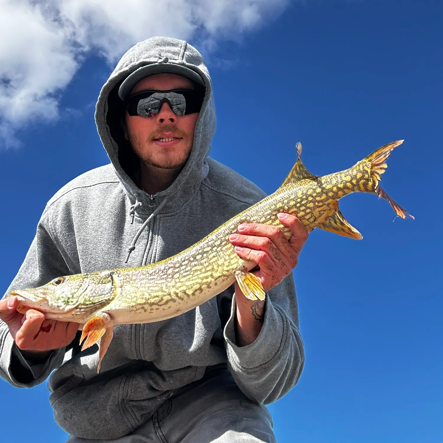 Northern pike caught on Fishbrain