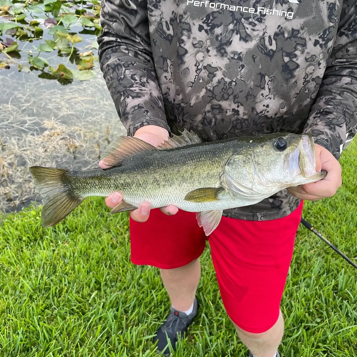 The most recent Florida bass catches on Fishbrain