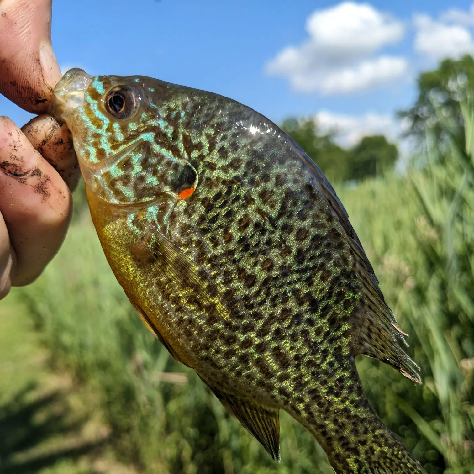 The most recent Pumpkingill hybrid catches on Fishbrain