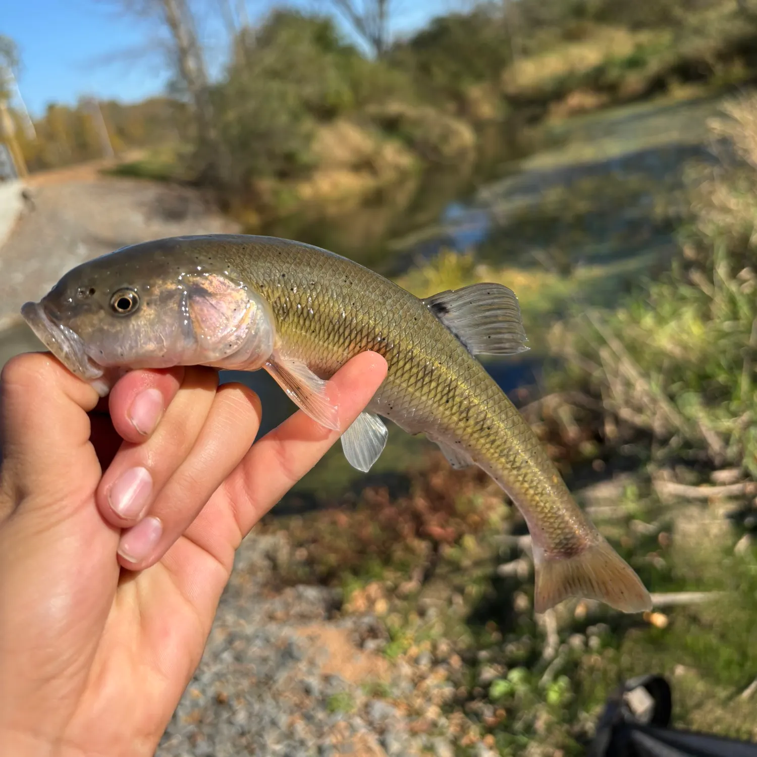 Creek chub caught on Fishbrain