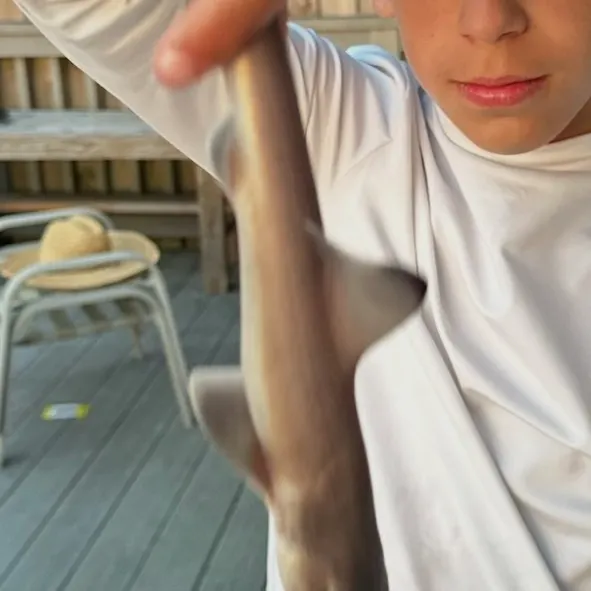 Piked dogfish caught on Fishbrain