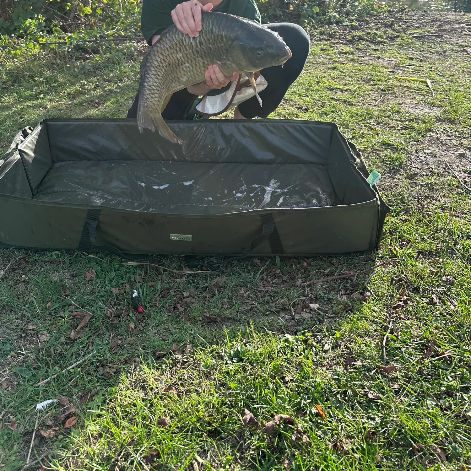 Common carp caught on Fishbrain