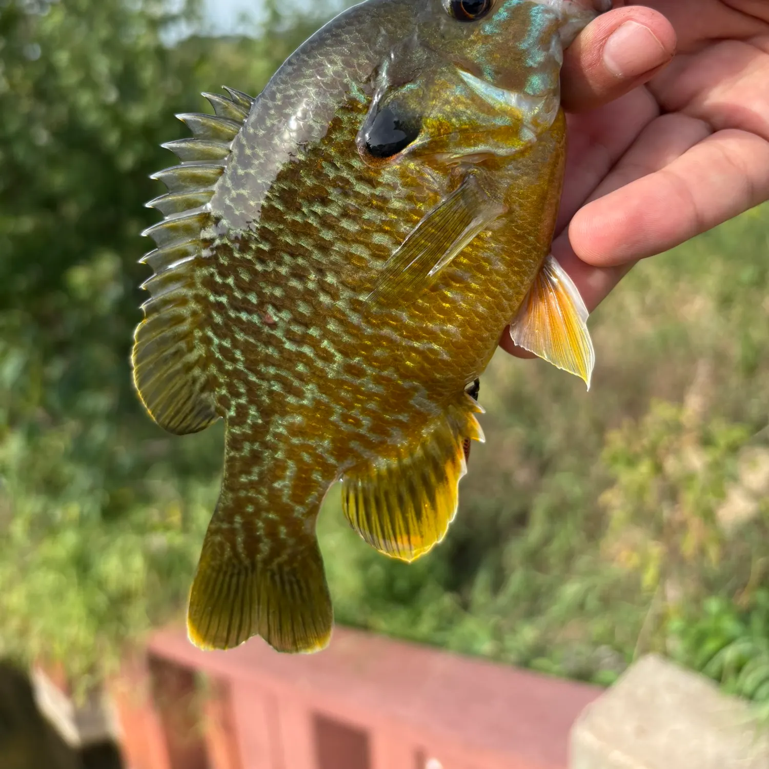 Greengill hybrid caught on Fishbrain