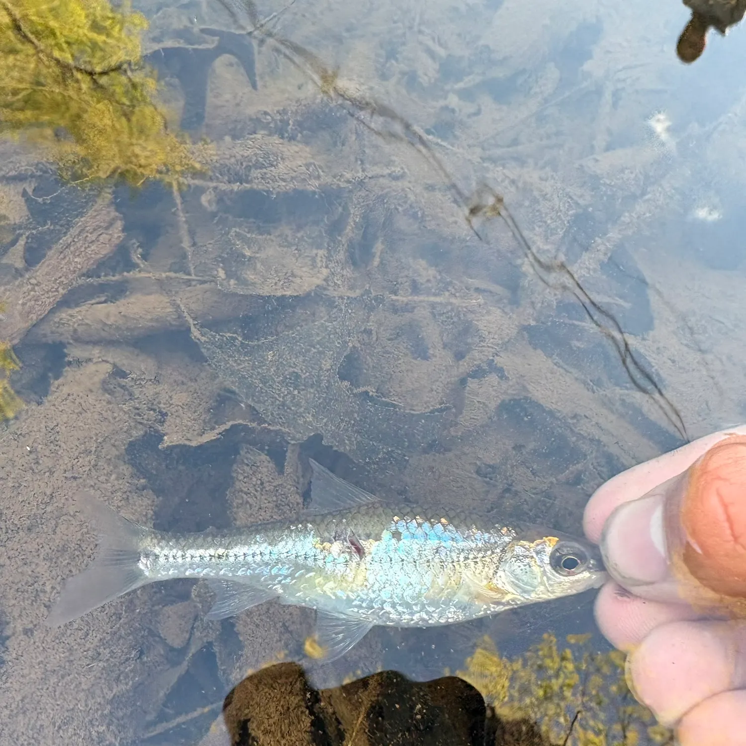 The most recent Spottail shiner catches on Fishbrain