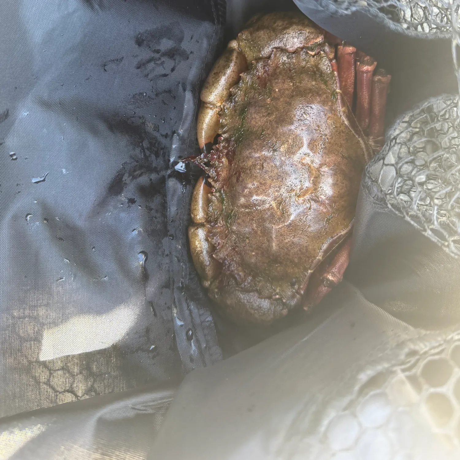 The most recent Red rock crab catches on Fishbrain