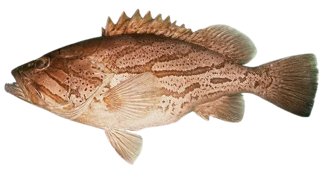 Comet grouper