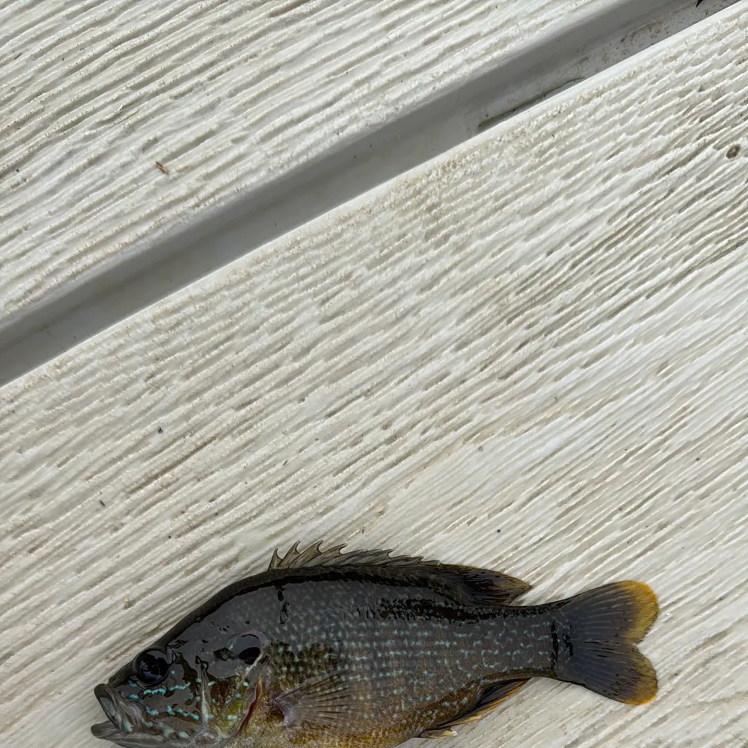 Green sunfish caught on Fishbrain