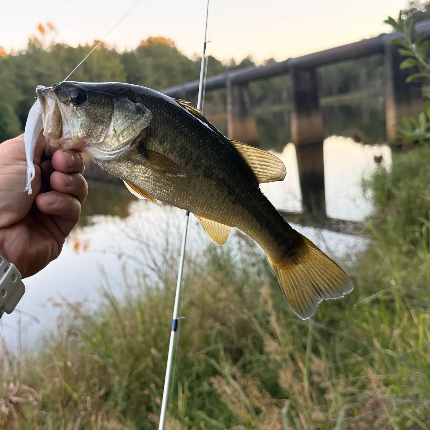 Largemouth bass caught on Fishbrain
