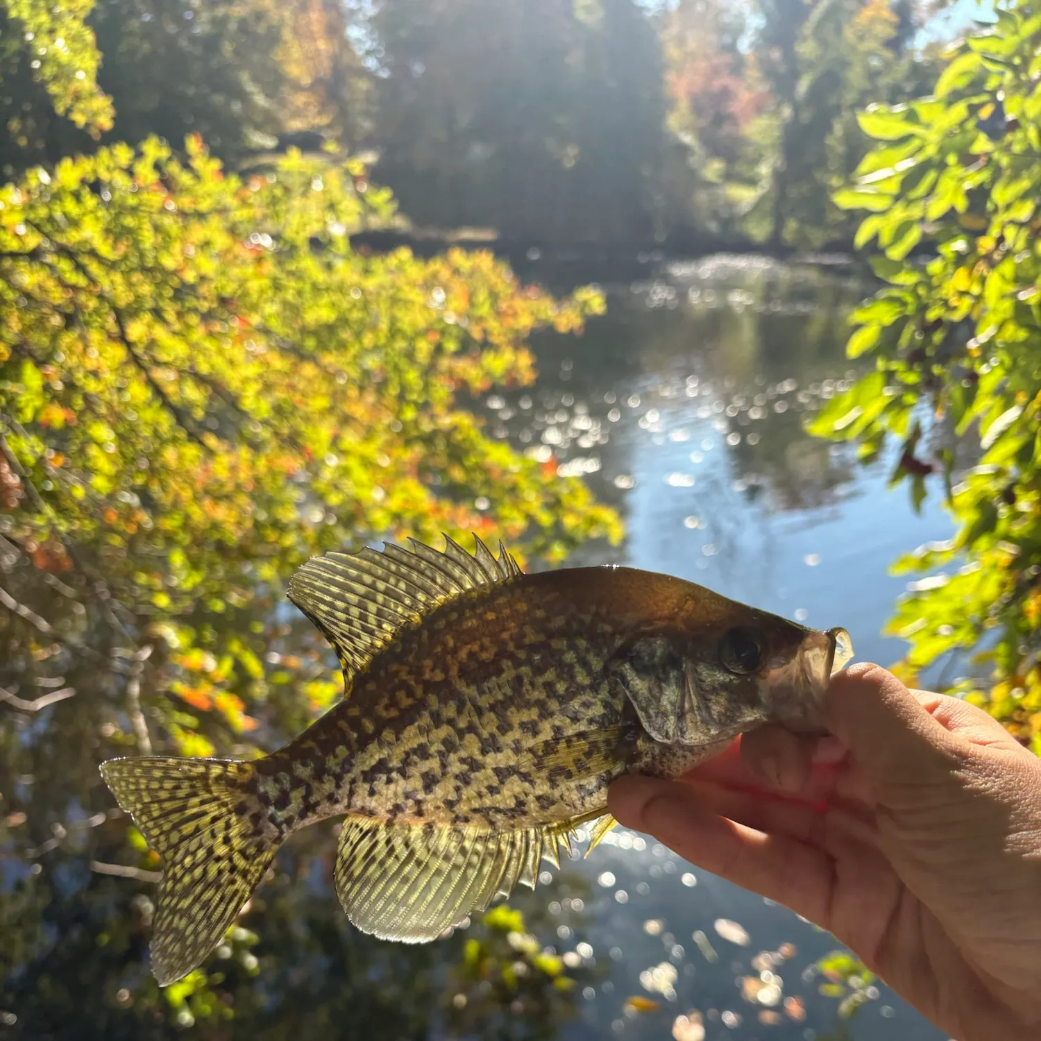 Black crappie caught on Fishbrain