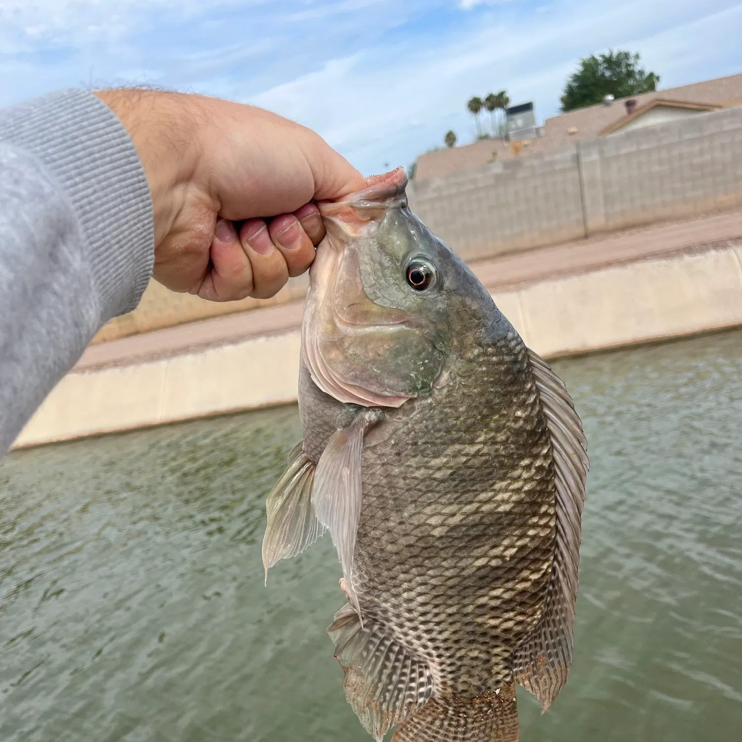 The most recent Nile tilapia catches on Fishbrain