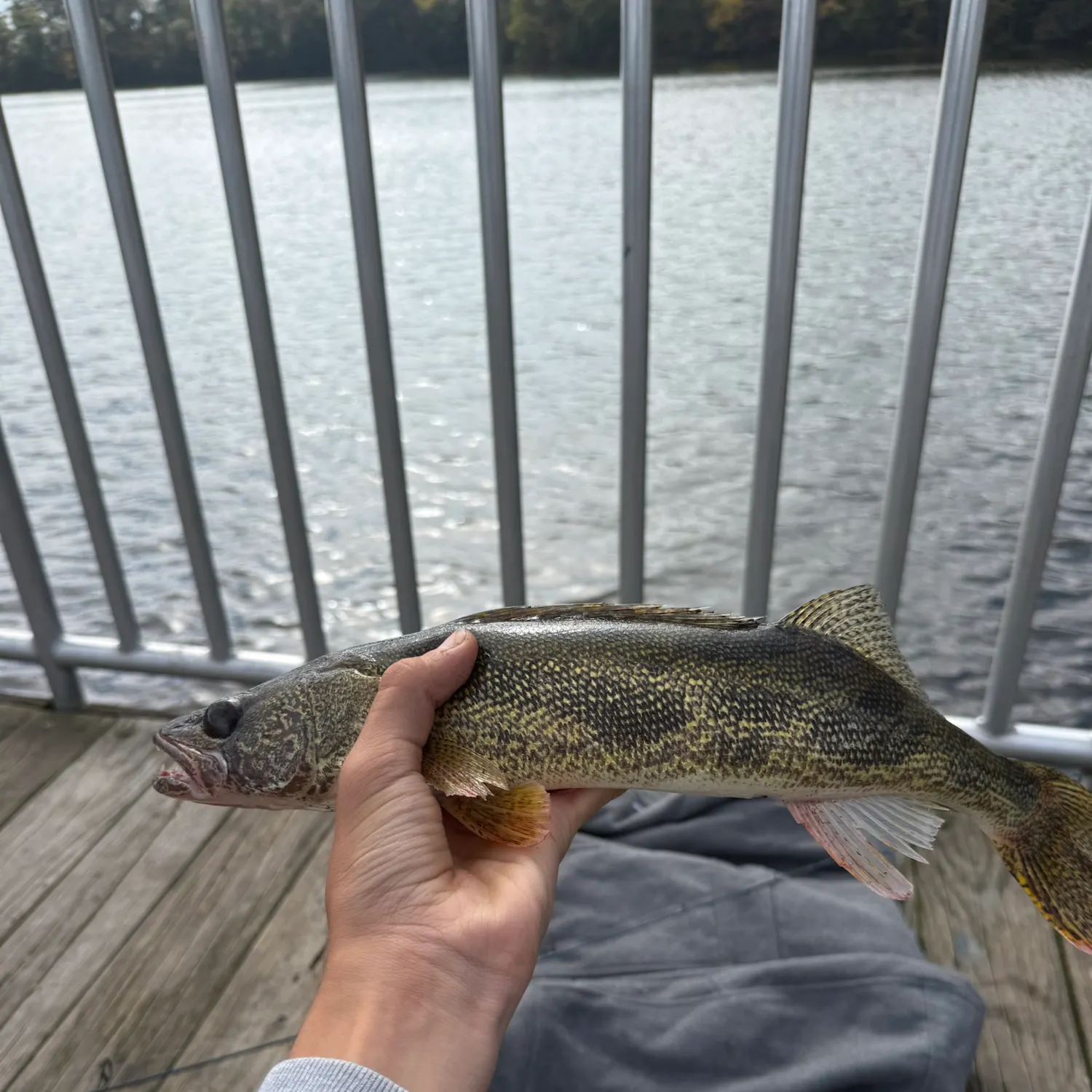 Saugeye caught on Fishbrain
