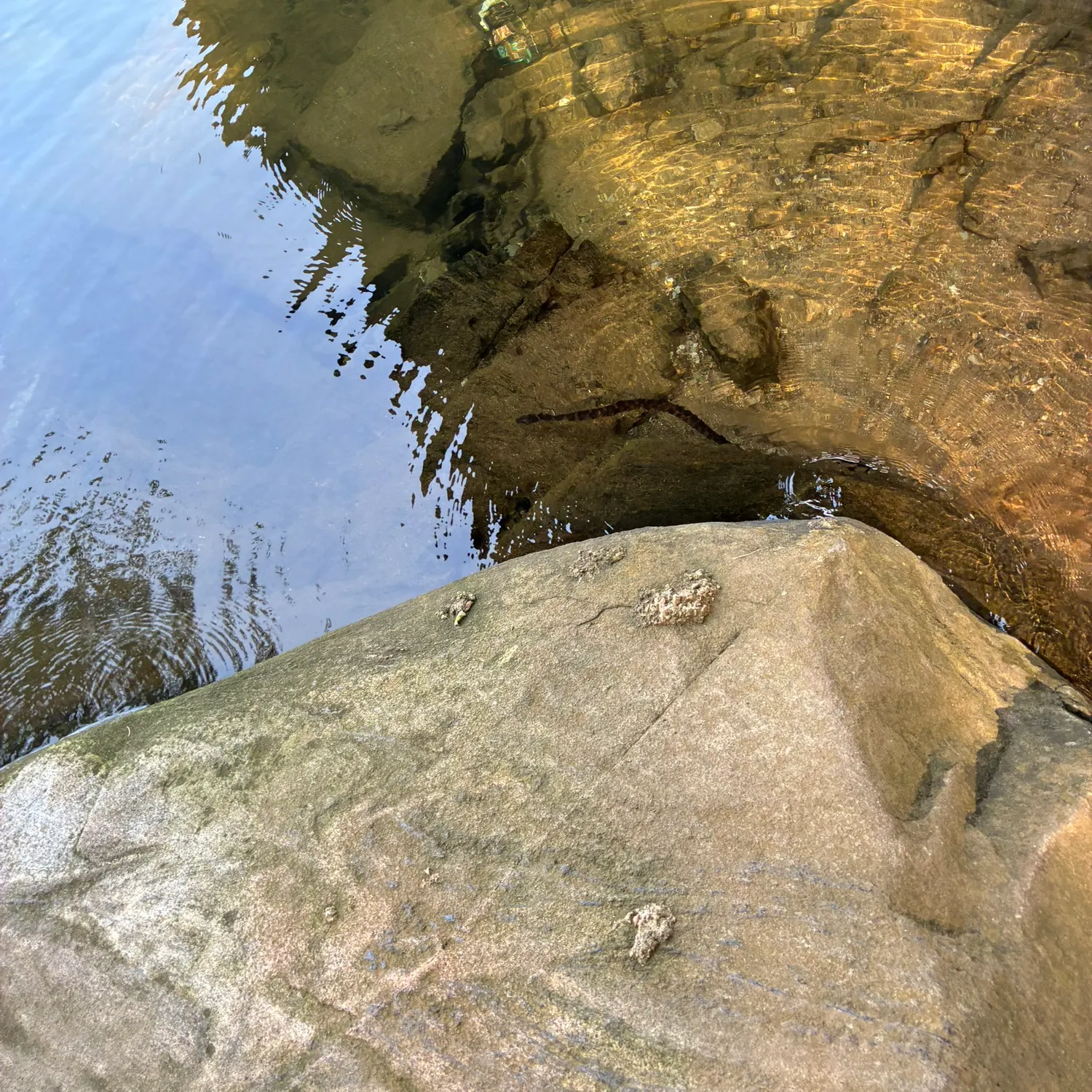 The most recent Dubois sea snake catches on Fishbrain