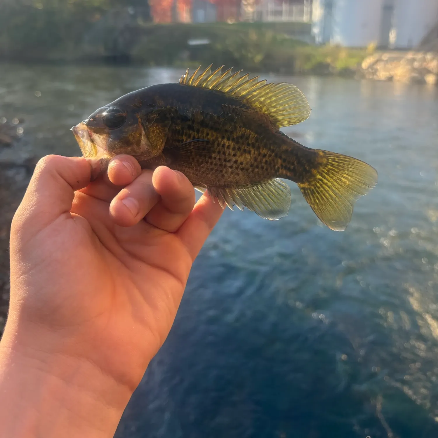 Rock bass caught on Fishbrain