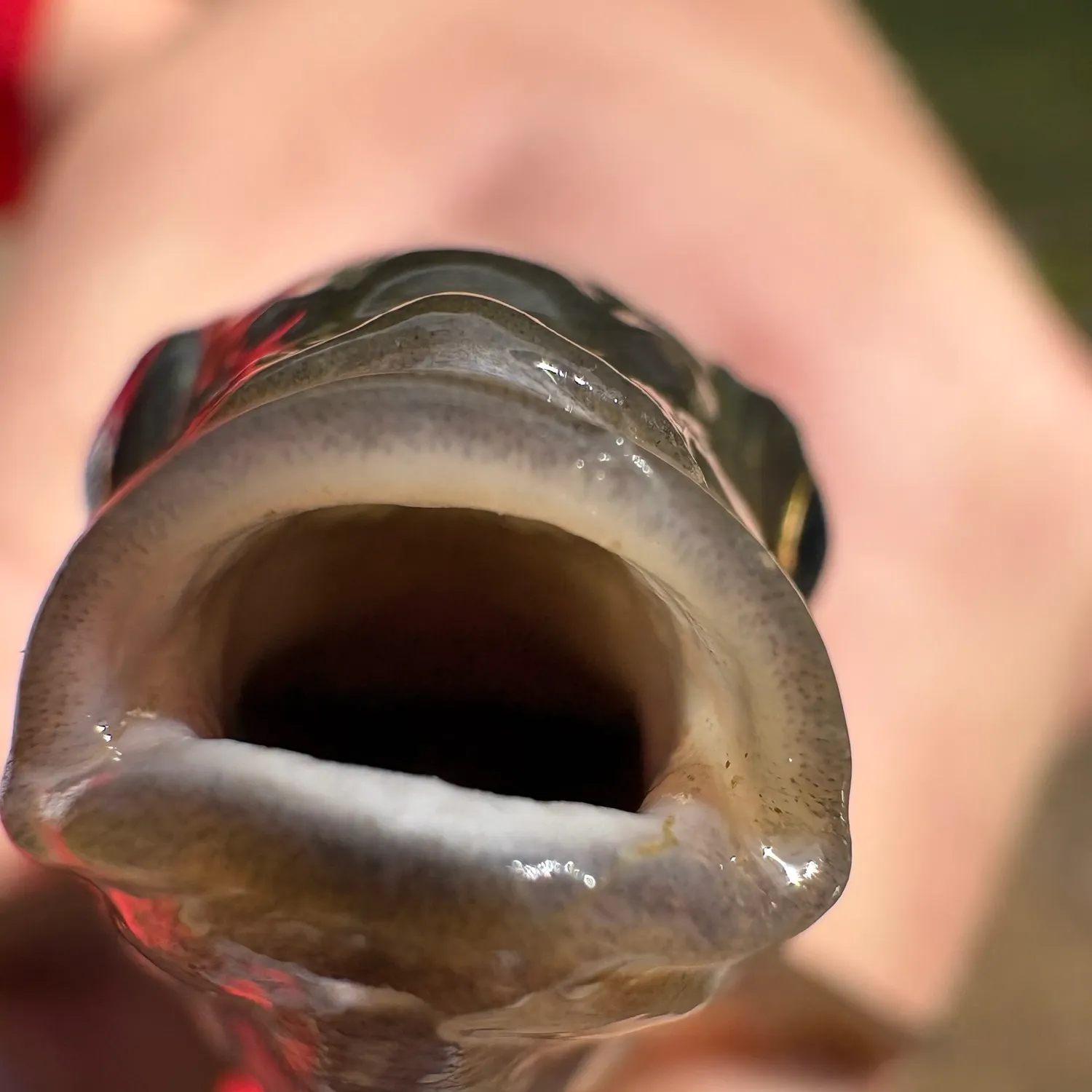 Utah chub caught on Fishbrain