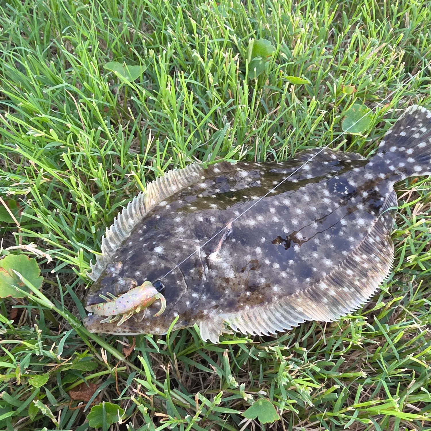 The most recent Southern flounder catches on Fishbrain