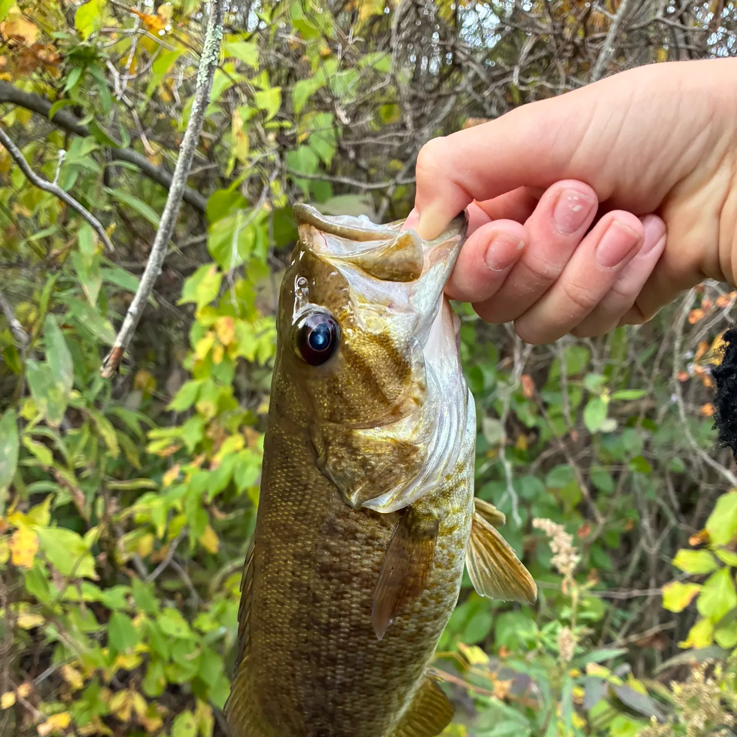 Smallmouth bass caught on Fishbrain