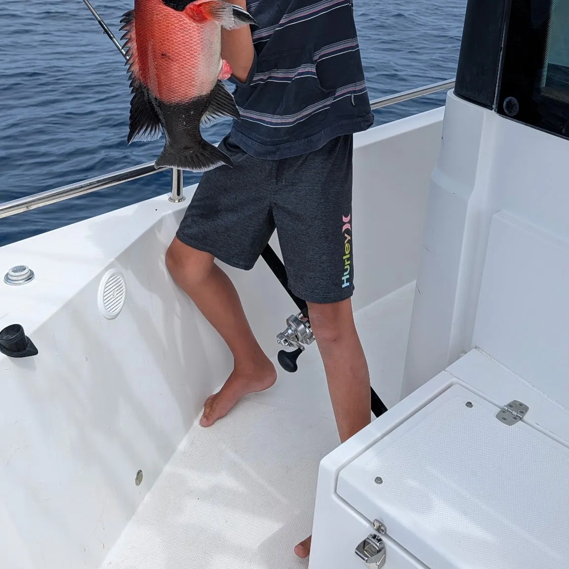 The most recent California sheephead catches on Fishbrain