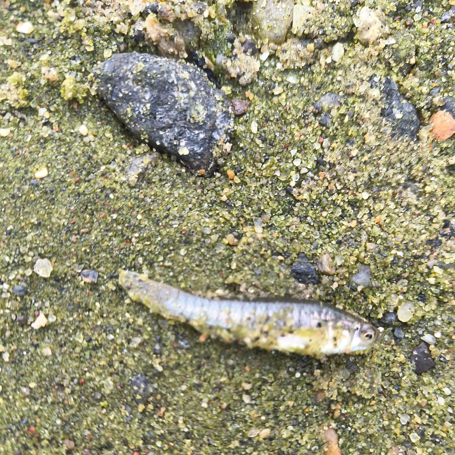 Banded killifish caught on Fishbrain