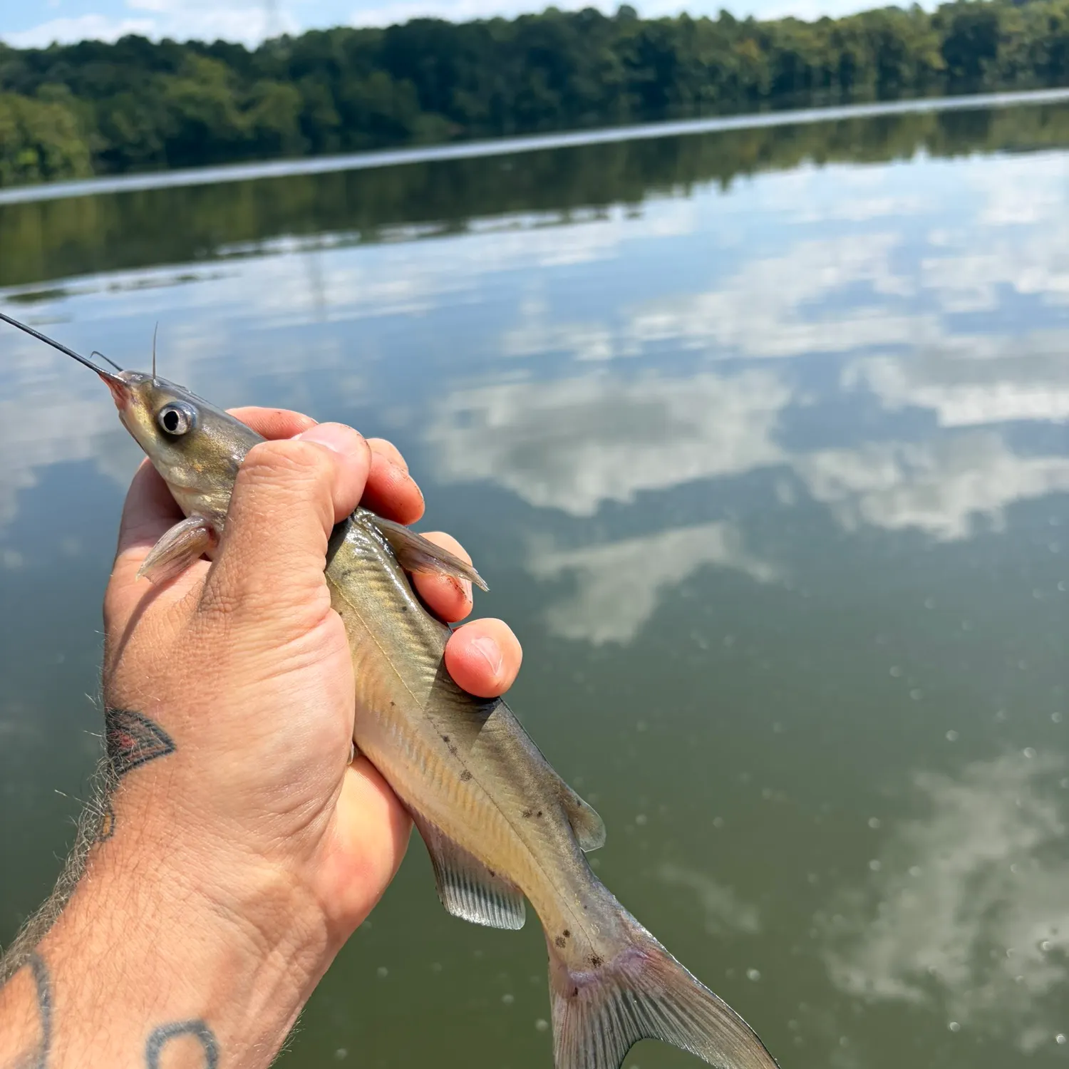 Channel catfish caught on Fishbrain