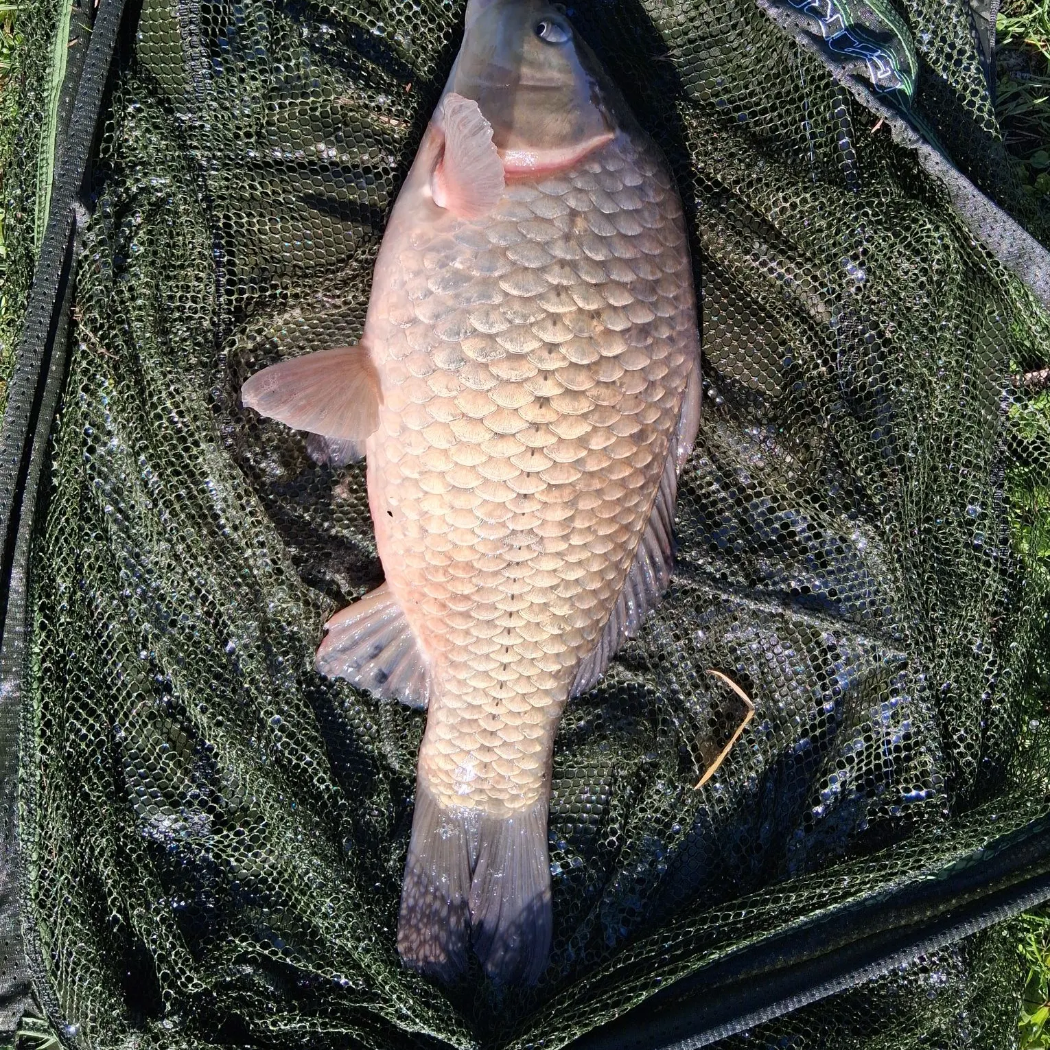 Common carp caught on Fishbrain