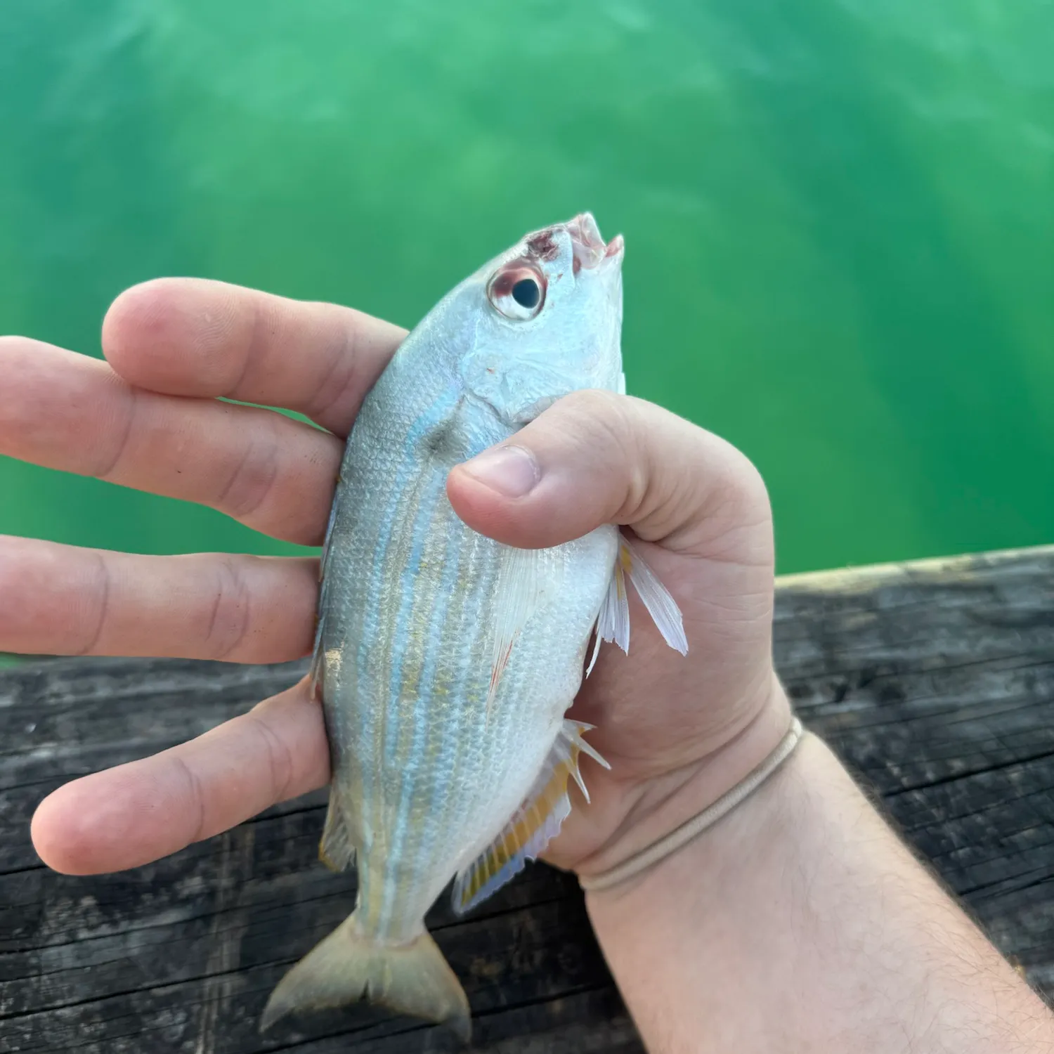 Pinfish caught on Fishbrain