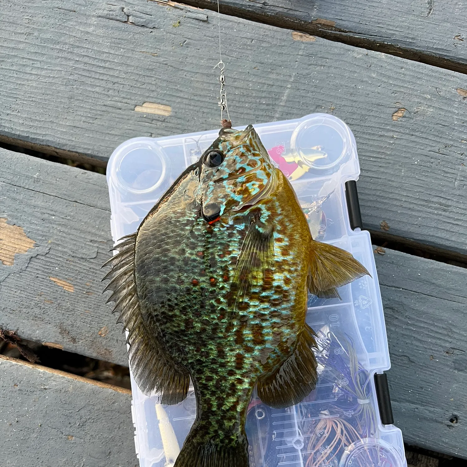 Pumpkinseed caught on Fishbrain