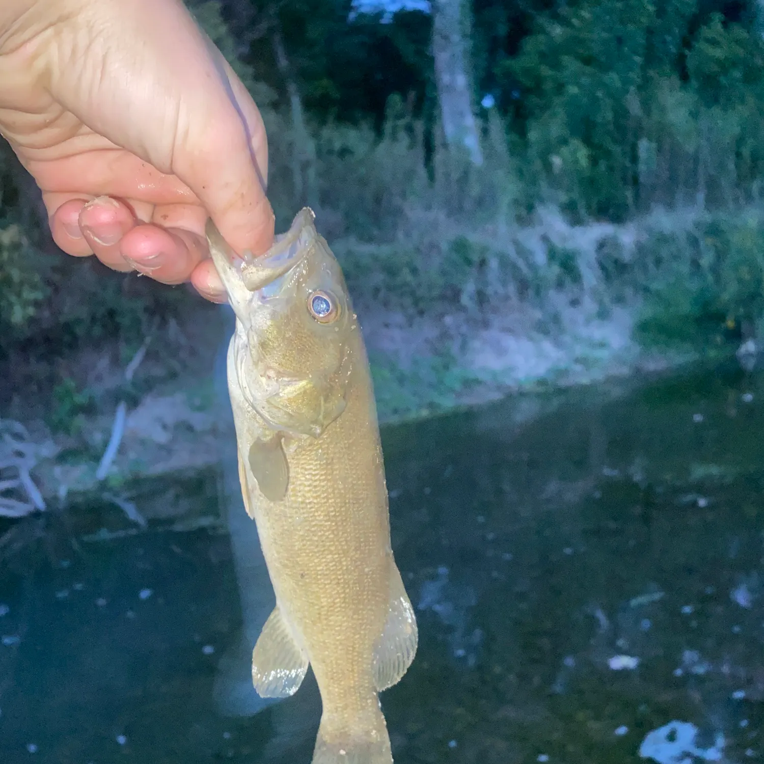 Smallmouth bass caught on Fishbrain