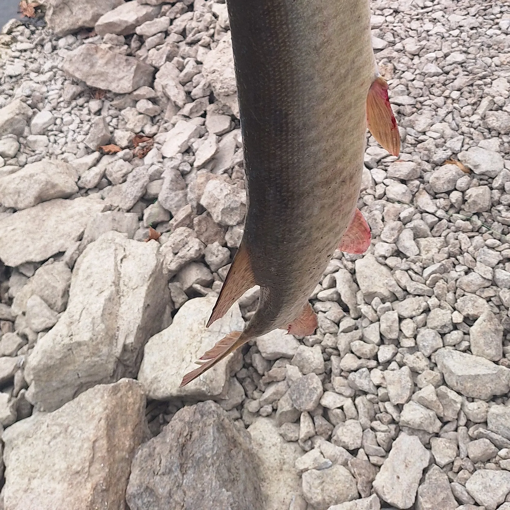 Muskie caught on Fishbrain