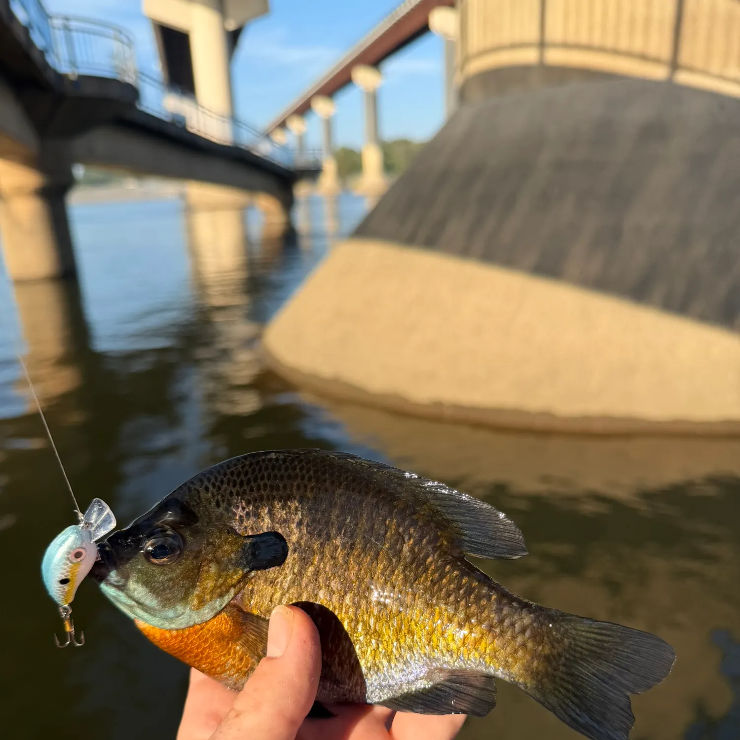 Bluegill caught on Fishbrain