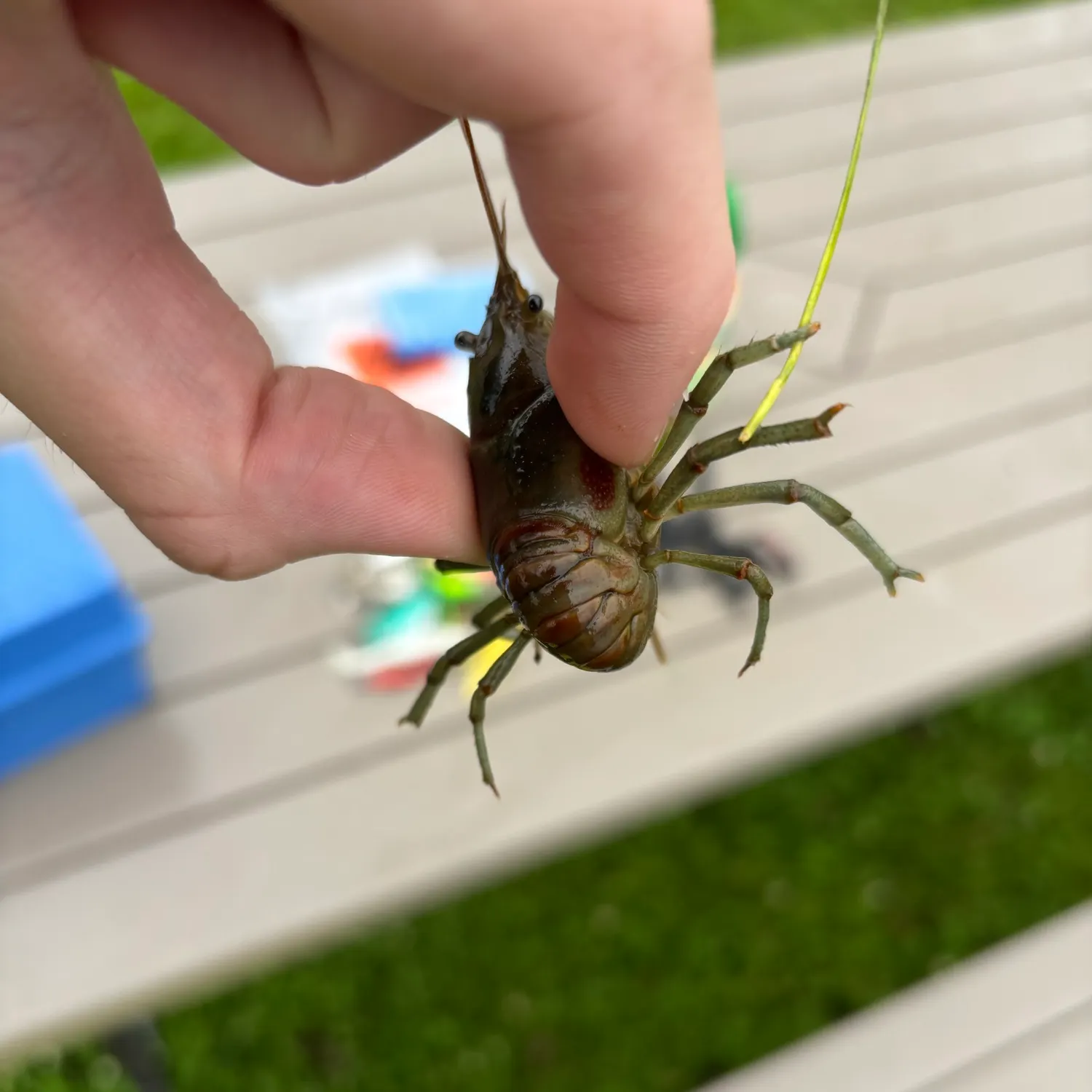 The most recent Rusty crayfish catches on Fishbrain