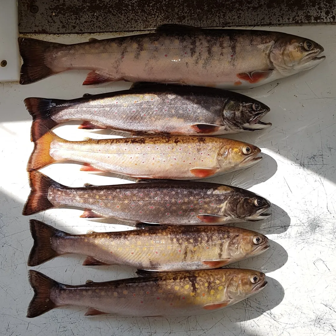 recently logged catches