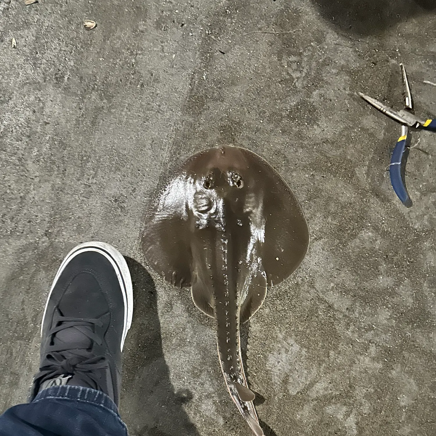 The most recent Haller's round ray catches on Fishbrain