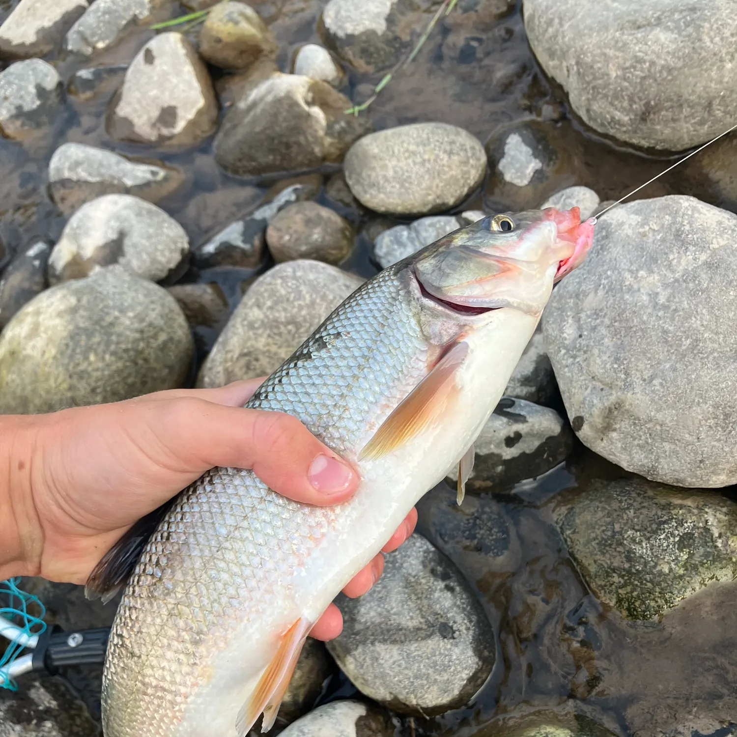 The most recent Peamouth catches on Fishbrain