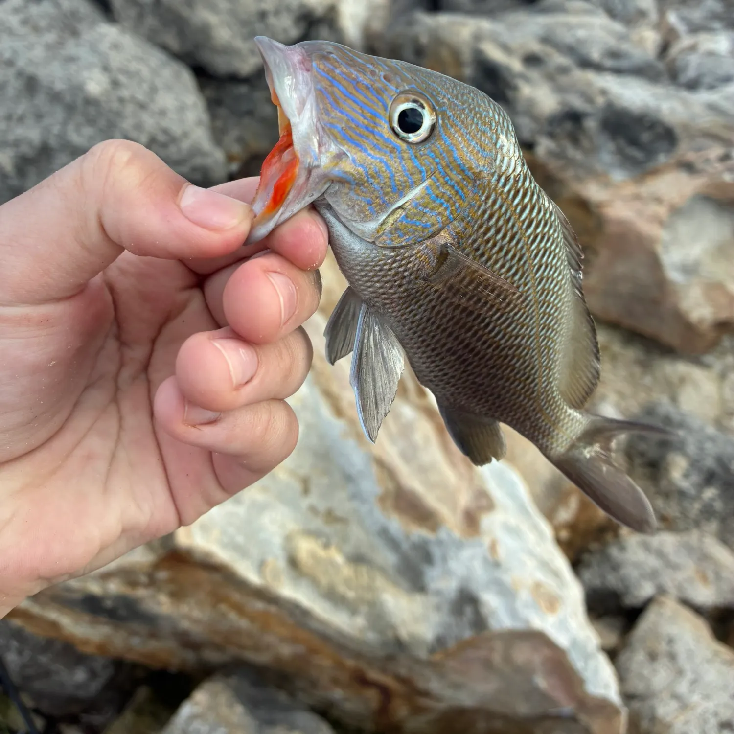 catch