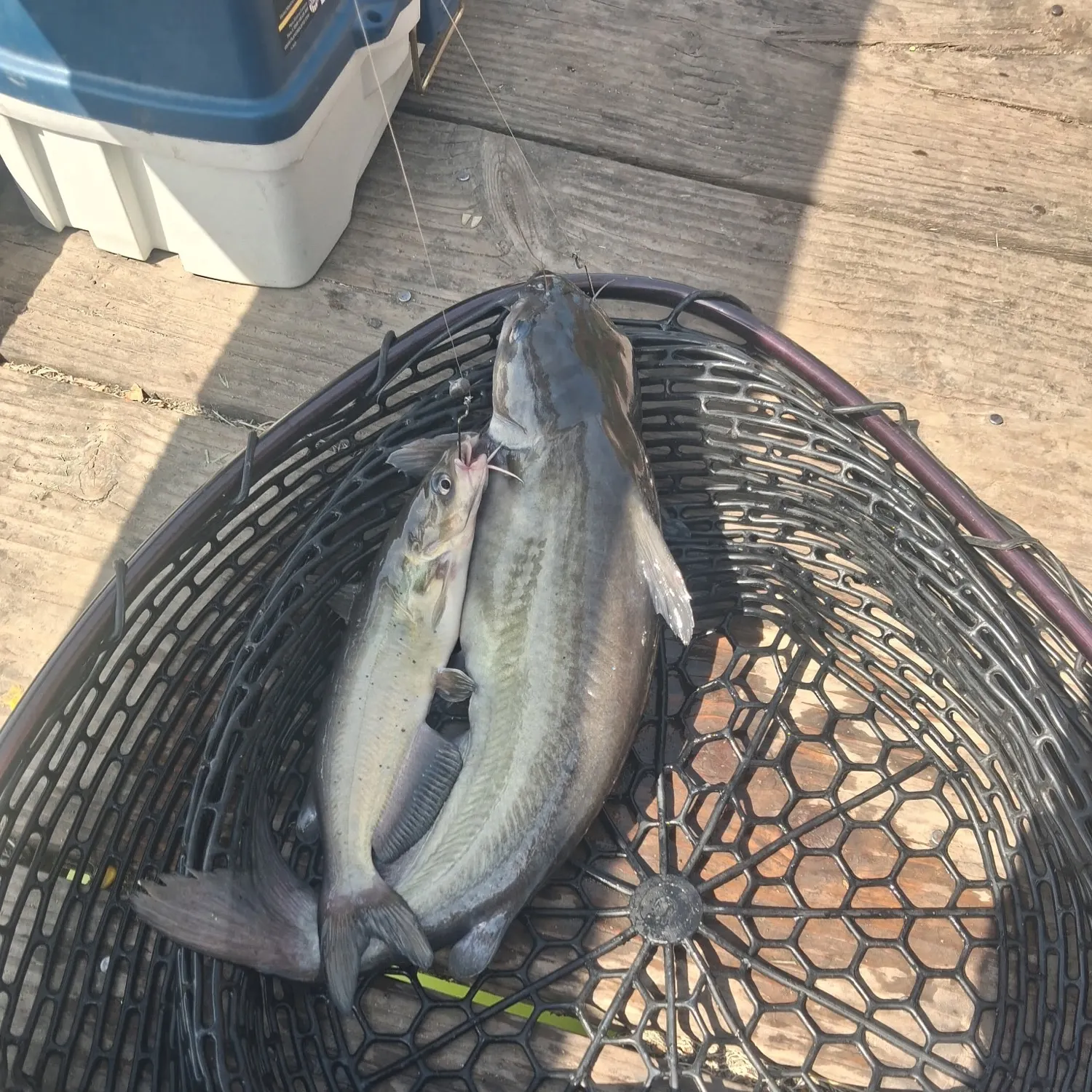 catch