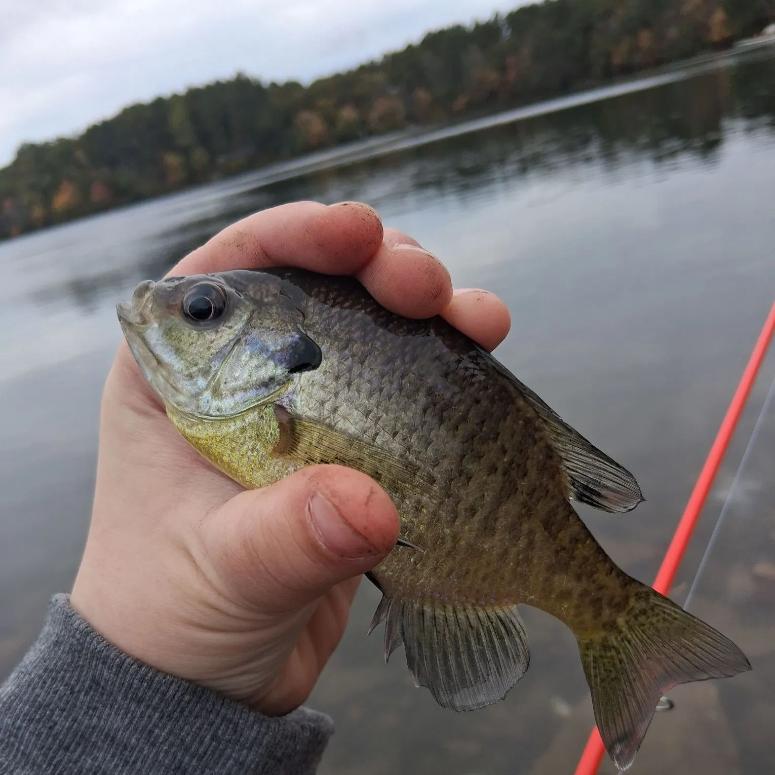 Bluegill caught on Fishbrain