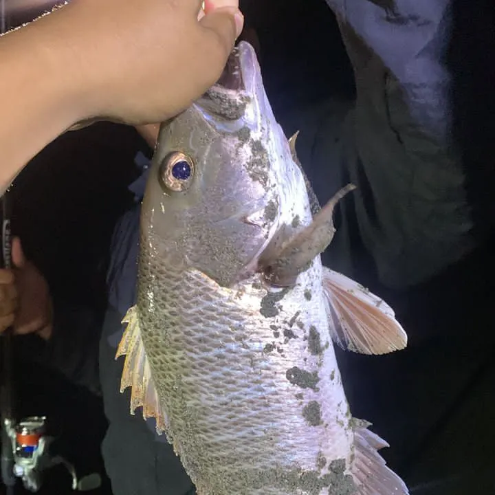 The most recent Two-spot red snapper catches on Fishbrain