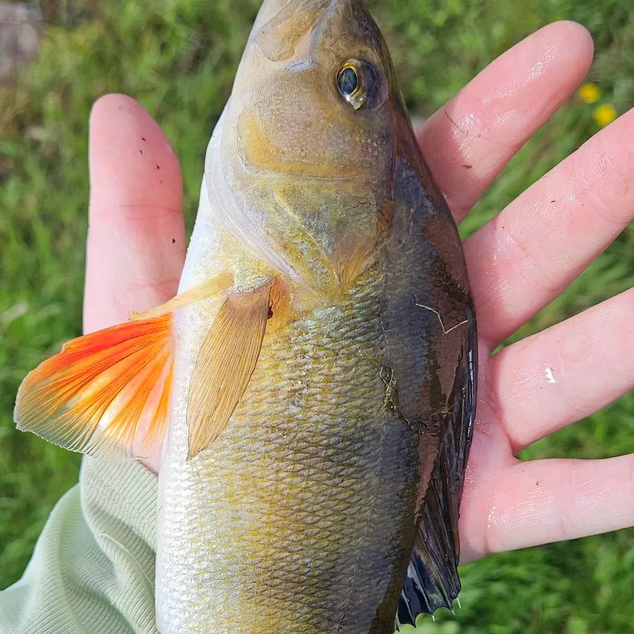 European perch caught on Fishbrain