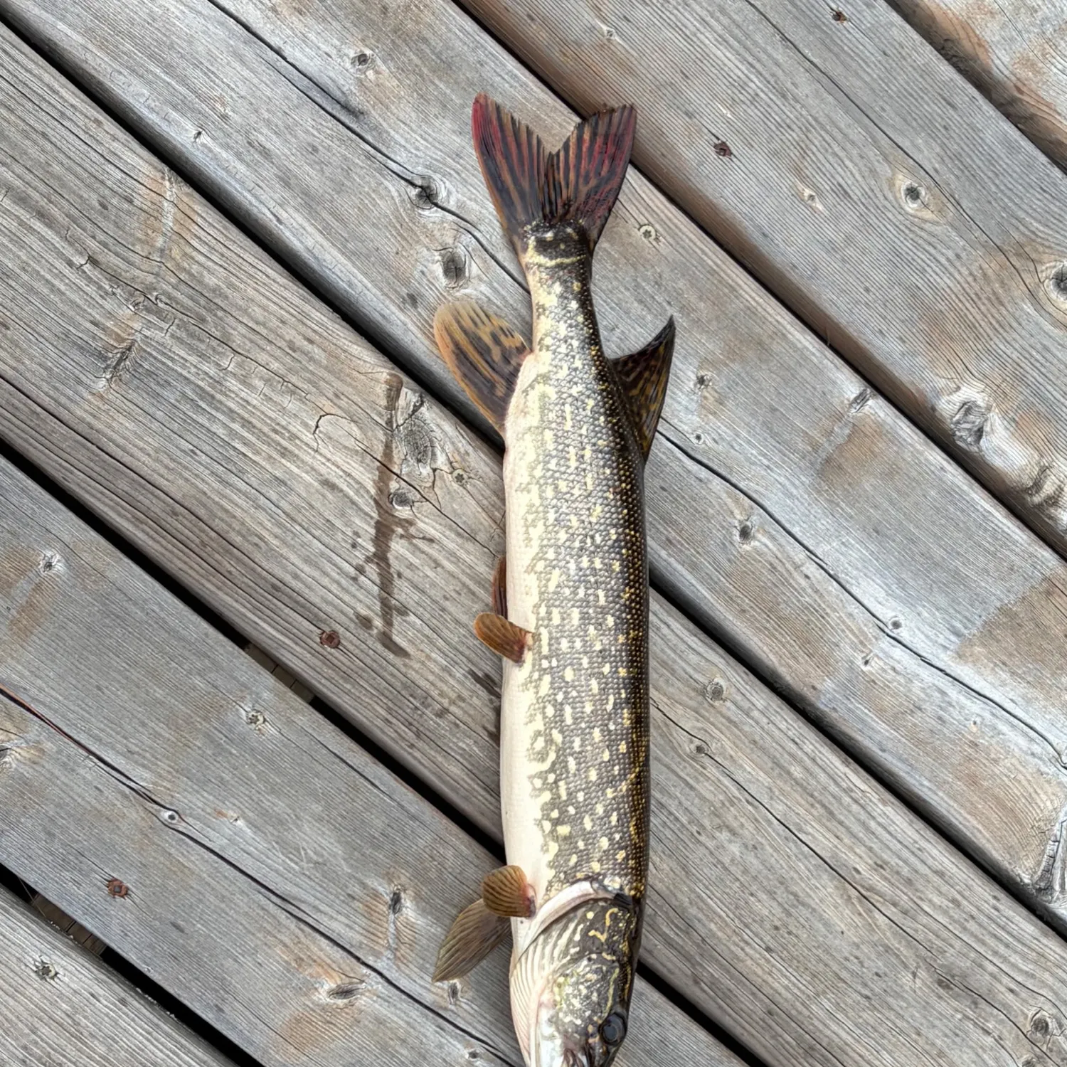 Northern pike caught on Fishbrain